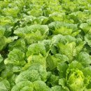 학동농장 이미지