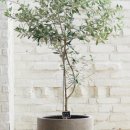 올리브나무 이미지