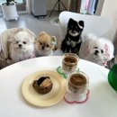 미미까까 이미지