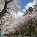 제주대학교 앞 벚꽃 이미지