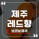 브라보 | 겨울 제철 과일의 여왕, 실패 없는 제주레드향 브라보제주 솔직후기