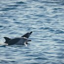 돌고래PC 이미지