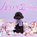 하나애견 이미지