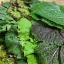 제주통도야지 이미지