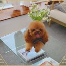 멍멍이천국 이미지