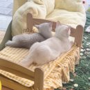 부산고양이분양퍼스트캣