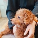 24시 글로리 동물병원 이미지