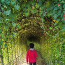 철원 군탄공원 &amp; 고석정 꽃밭 관람 이미지