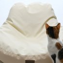 펫플러스라이프 | 디팡 고양이 방석 빈백 네이버 펫 바우처 할인 방법