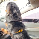 굿데이 동물병원 이미지