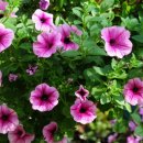 허브아일랜드식물원 이미지