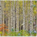 원대리 자작나무숲 이미지