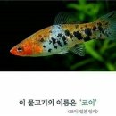 코이