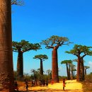 바오밥나무기타 이미지