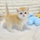 행복한 고양이 이미지