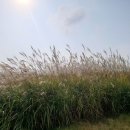 배곧생명공원 이미지