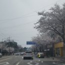 개나리식자재마트 이미지