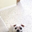 하이파이브 독스 이미지