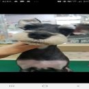 짱구 짱아 애견샵 이미지