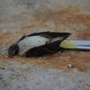 미리내캠프 이미지