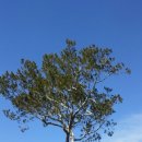 삽다리농원 이미지