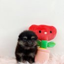 내품안의반려견 - 은평구 연서로27길 14 | 내품안의반려견