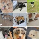 리틀파우스 이미지