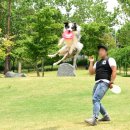 디스크 독 연구소 이미지