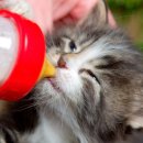 캣앤캣 고양이 병원 이미지