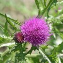 천연 비누 DIY 이미지