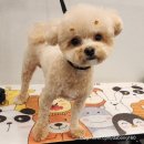 애견미용 | 광안리애견미용 하이디 펫살롱 펫스테이션점 만족스러운 애견미용 후기