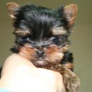 치와와 둥지 이미지