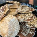 미라실로 이미지