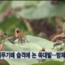 두꺼비방역