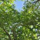 서천 장미공원 이미지