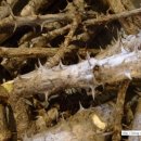 먹골농장 이미지