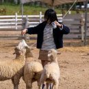 가평 양떼목장 이미지