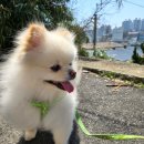 뚜뚜애견 이미지