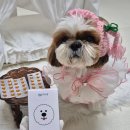 멍멍대학 이미지