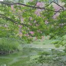 담양 명옥헌원림 배롱나무 꽃 이미지