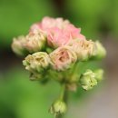 유데일리 이미지