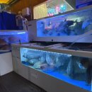 박영철 사시미 이미지