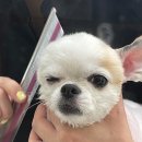 유얼도그 이미지