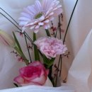 꼬모플레리 이미지