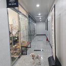 평택 고덕 사진관 키키포토 실력은 물론 친절함은 덤 / 반려동물 증명사진, 가족사진 후기