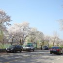 양평벚꽃하우스 이미지