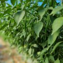 김종찬농장 이미지