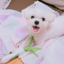 갖고파인형