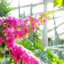 👭충남 아산 세계꽃식물원20201223 이미지