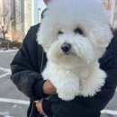 루루독 이미지